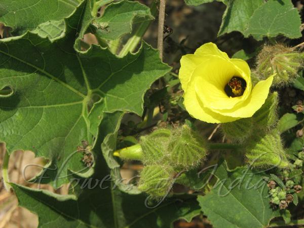 Hairy Okra